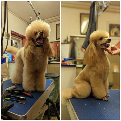 Alles rund um den Pudel-Beitrag-Bild