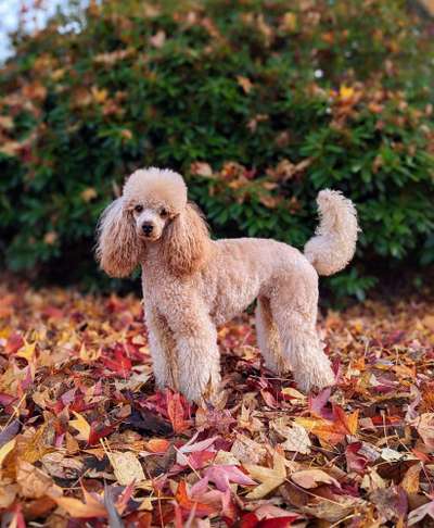 26. Farben Fotochallenge "Herbstfarben"-Beitrag-Bild
