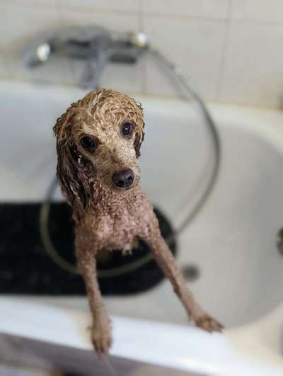 Alles rund um den Pudel-Beitrag-Bild