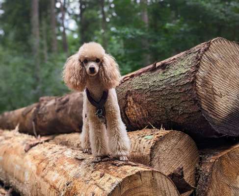 Wie sitzt mein Geschirr?-Beitrag-Bild