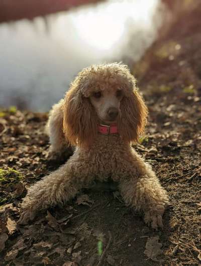 Hunderunde-Beitrag-Bild