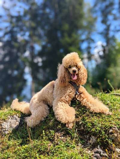 Alles rund um den Pudel-Beitrag-Bild