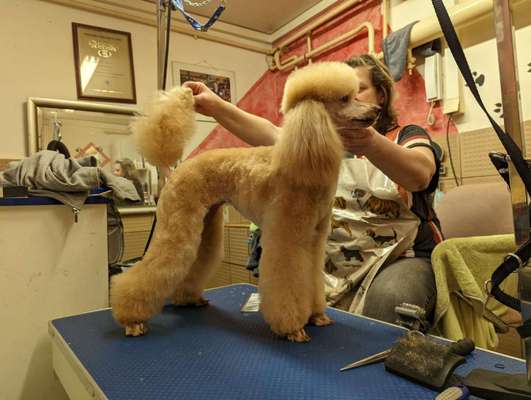 Alles rund um den Pudel-Beitrag-Bild