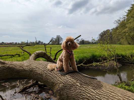 Alles rund um den Pudel-Beitrag-Bild