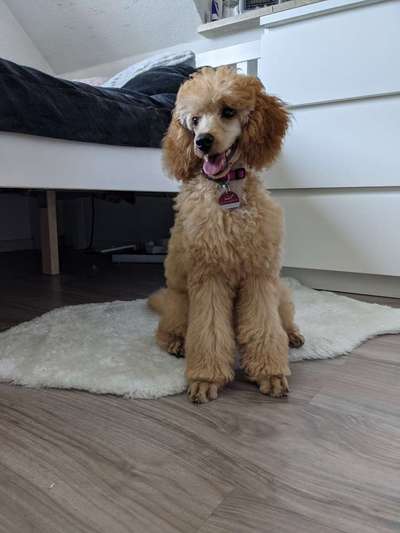 Alles rund um den Pudel-Beitrag-Bild