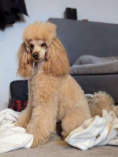 Alles rund um den Pudel-Beitrag-Bild