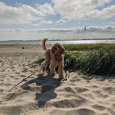 Alles rund um den Pudel-Beitrag-Bild