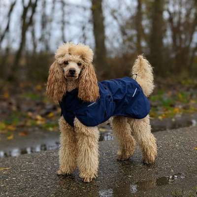 Alles rund um den Pudel-Beitrag-Bild