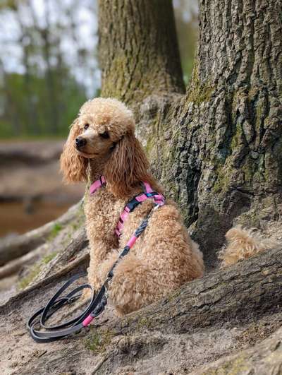 Alles rund um den Pudel-Beitrag-Bild