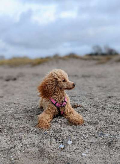 Wie heißt dein Hund?-Beitrag-Bild