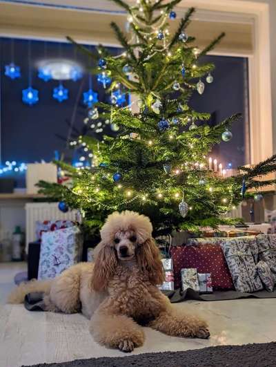 Alles rund um den Pudel-Beitrag-Bild