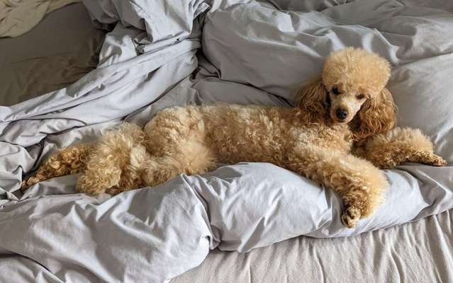 Alles rund um den Pudel-Beitrag-Bild