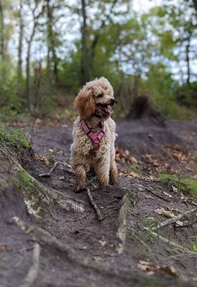 Reinrassige Hunde?-Beitrag-Bild