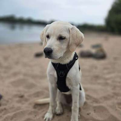 Hundetreffen-Gassi gehen / Spieltreffen-Bild