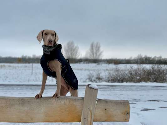 31. Collagen Challenge - Bänke/ Steine /Baumstümpfe-Beitrag-Bild