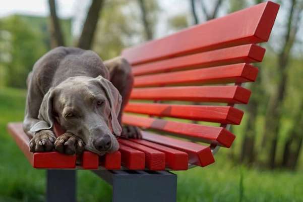 31. Collagen Challenge - Bänke/ Steine /Baumstümpfe-Beitrag-Bild