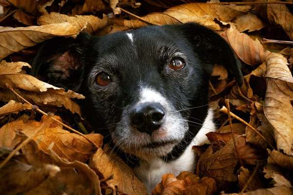 12. Farben Foto Challenge --- Braun-Beitrag-Bild