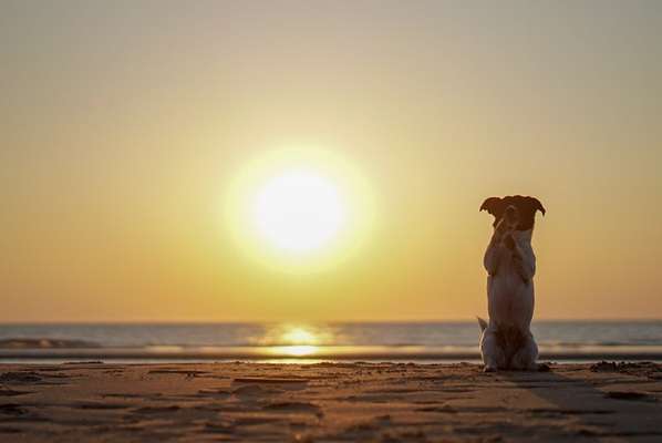 36. Handy Foto Challenge - Sonnenanbeter-Beitrag-Bild