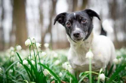 Dogorama Photo Challenge - die ersten Frühjahrsblumen-Beitrag-Bild