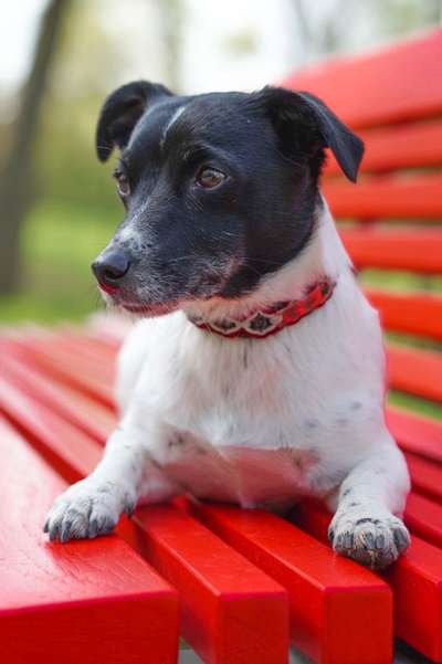 31. Collagen Challenge - Bänke/ Steine /Baumstümpfe-Beitrag-Bild