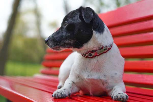 31. Collagen Challenge - Bänke/ Steine /Baumstümpfe-Beitrag-Bild