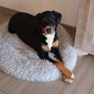 Hundetreffen-Gemeinsames spielen und sozialisieren-Bild