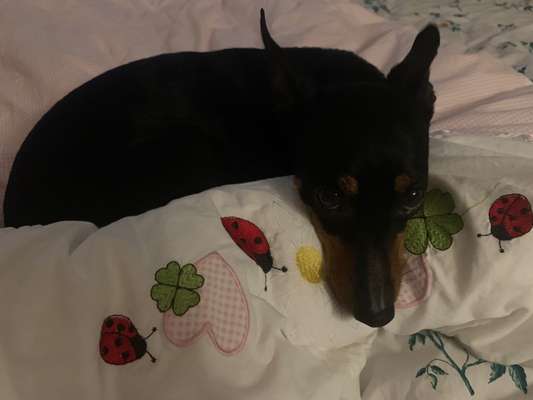 Wo sind die Zwergpinscher?-Beitrag-Bild