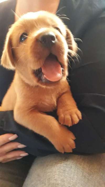 Welpen Bilder !-Beitrag-Bild