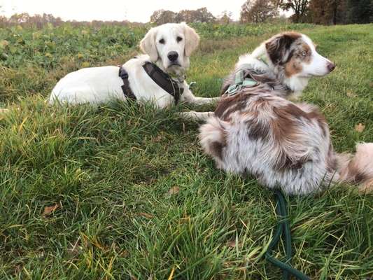 Hundetreffen-Gemeinsames neben einander her laufen ohne Hundekontakt-Bild