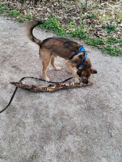 TierschutzhundeStammtisch🐕-Beitrag-Bild