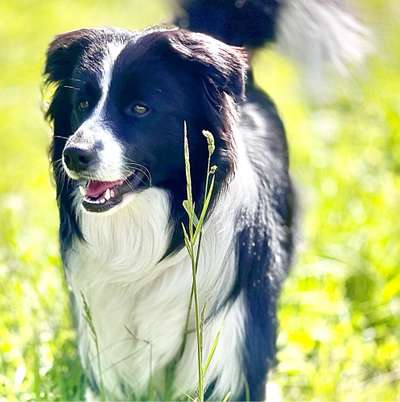 Hundetreffen-Spielkamerad gesucht-Bild