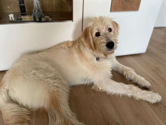 Labradoodle gesucht-Beitrag-Bild
