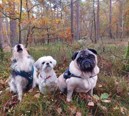 Bester Freund, Hundekumpel - zeigt her!-Beitrag-Bild