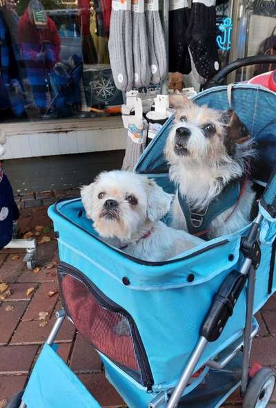 Bester Freund, Hundekumpel - zeigt her!-Beitrag-Bild