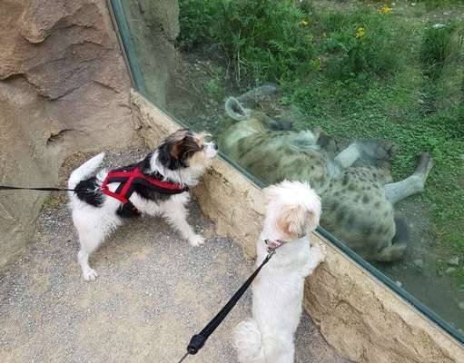 Bester Freund, Hundekumpel - zeigt her!-Beitrag-Bild