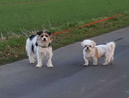 Bester Freund, Hundekumpel - zeigt her!-Beitrag-Bild