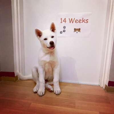 Akita Inu/American Akita (Mix) halter.-Beitrag-Bild