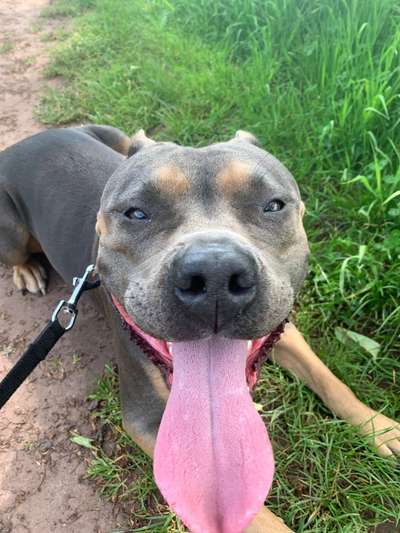 Hundetreffen-Sozialkontakte aufbauen-Bild