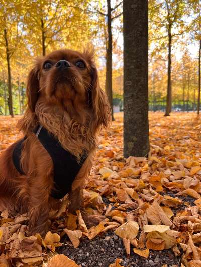 Cavaliere-Beitrag-Bild