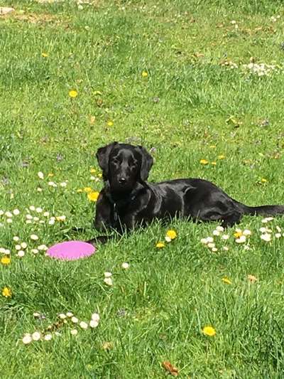 Zeigt mal die schönsten Bilder von euren Hunden !-Beitrag-Bild