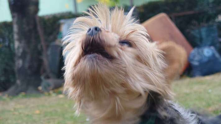 Zeigt mir die tollste Nahaufnahme von eurer Fellnase-Beitrag-Bild