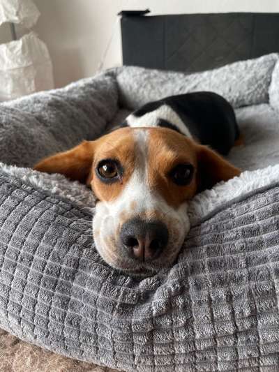 Hundetreffen-gemütliche spiel - spaziergänge mit unserer Lissy ☀️🌞-Bild