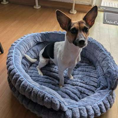 Hundetreffen-Meine juna sucht eine Spielgefährtin 😁-Bild