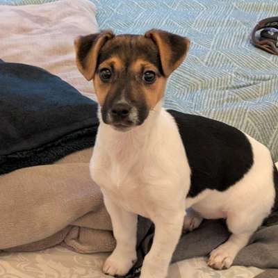 Hundetreffen-Welpen treffen in Krefeld-Bild