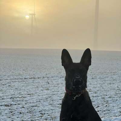 Hundetreffen-Spielzeit für Schäferhunde mit Power-Bild