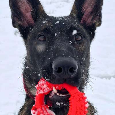 Hundetreffen-Biete uns als Trainingspartner an für z.B Reaktive Hunde-Bild