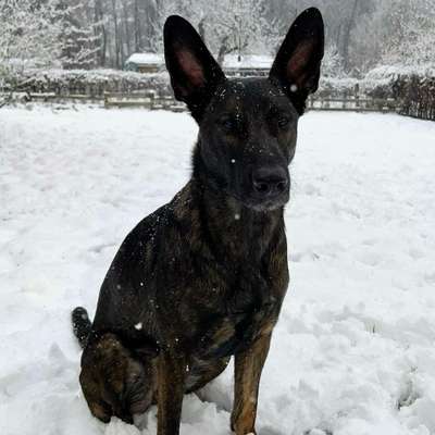 Hundetreffen-Spielzeit für Schäferhunde mit Power-Bild