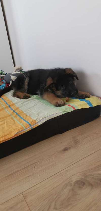 Wartezeit auf Welpen-Beitrag-Bild