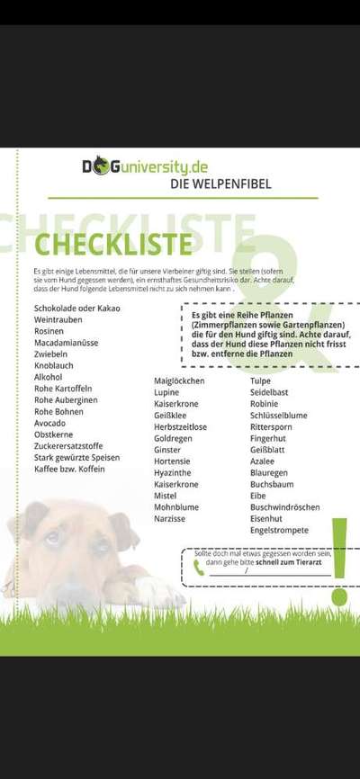 Giftig für Hunde?! Lasst uns alle mal zusammentragen was giftig ist! Schwarmintelligenz!-Beitrag-Bild