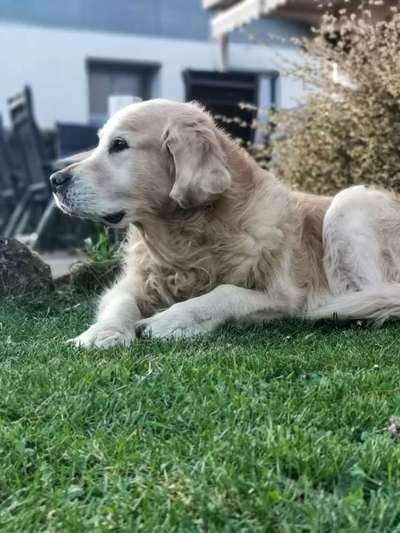 Wo sind die Golden Retriever Liebhaber?-Beitrag-Bild